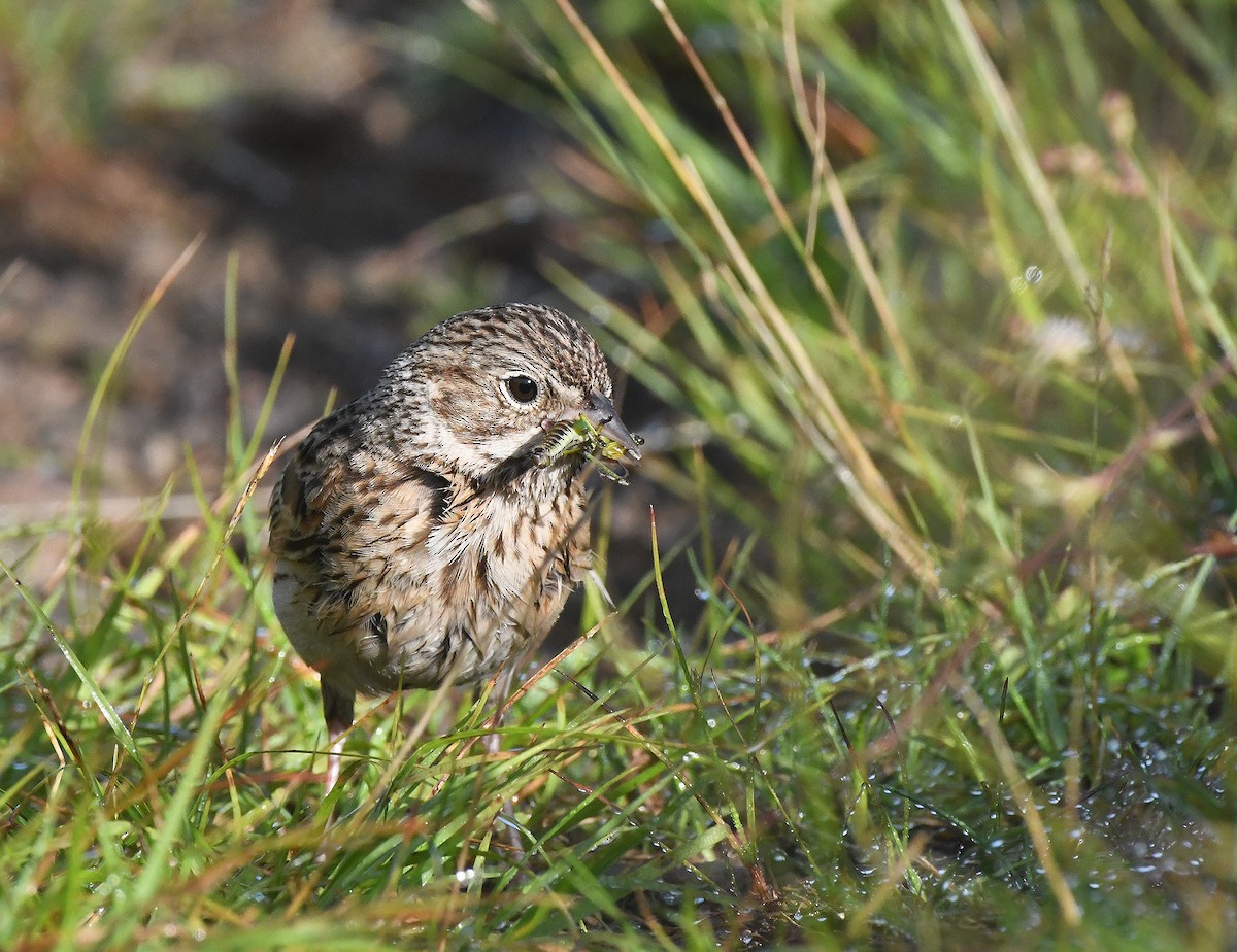 Vesper Sparrow - Frederick Atwood
