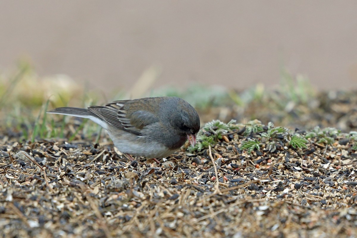 Dark-eyed Junco (Slate-colored) - ML46599841