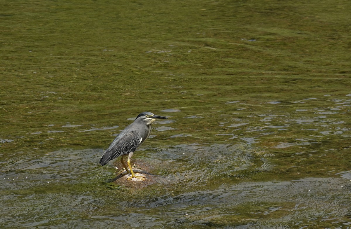 Striated Heron - ML465998521