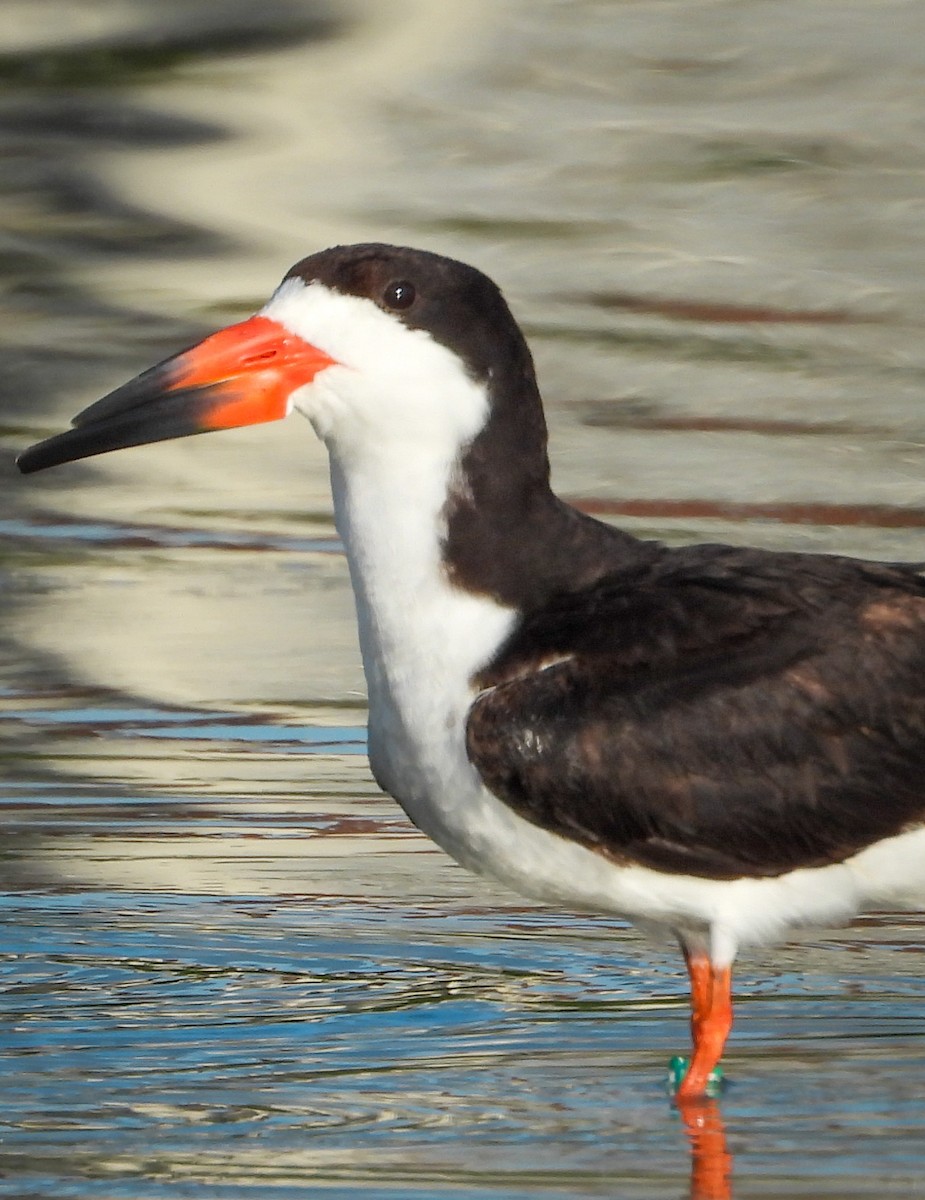 Black Skimmer - ML465998621