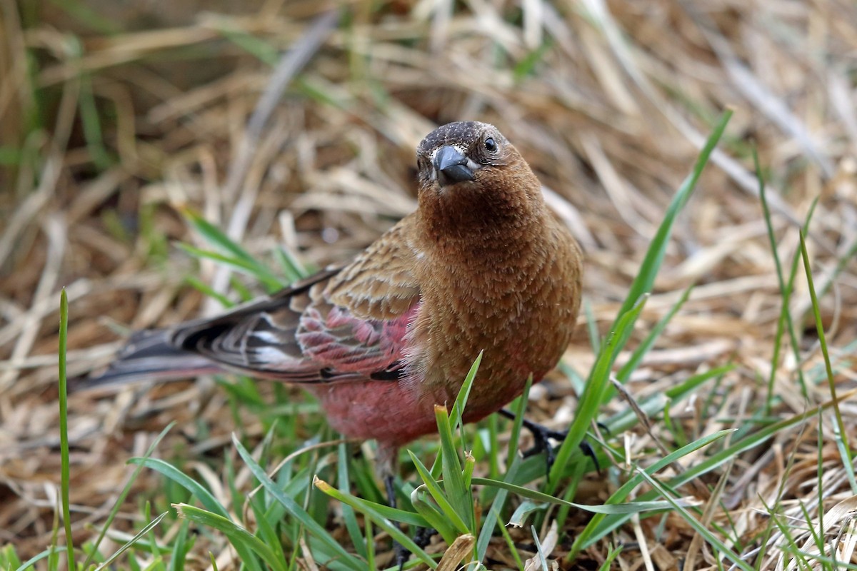 Brown-capped Rosy-Finch - ML46599881