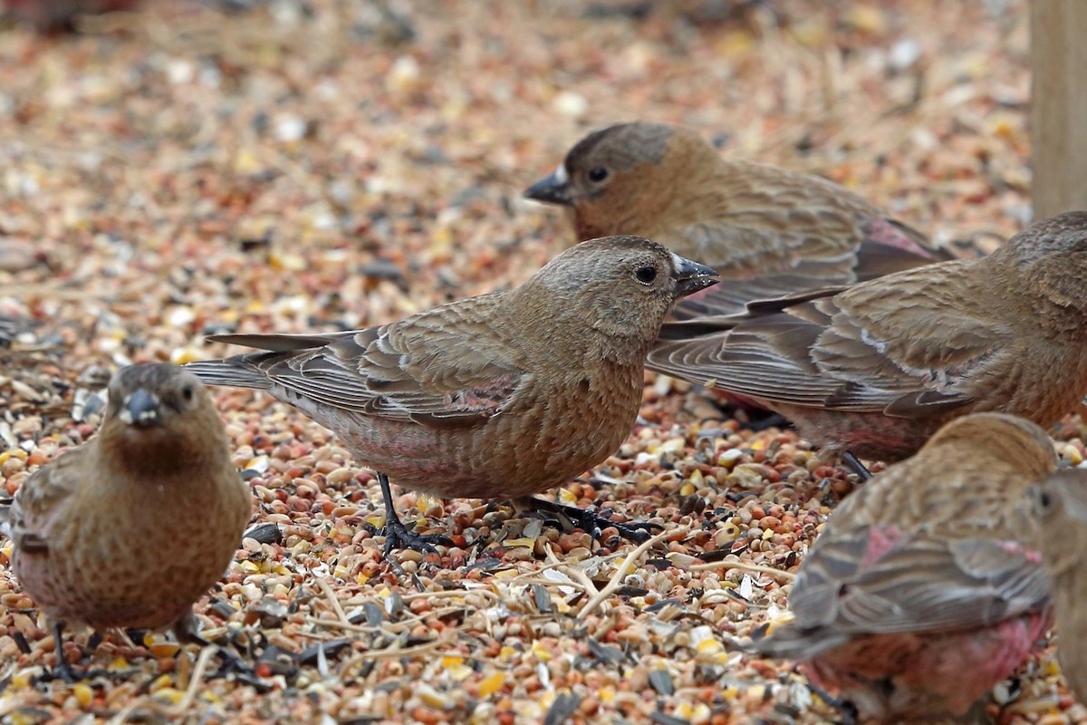 Brown-capped Rosy-Finch - ML46599891