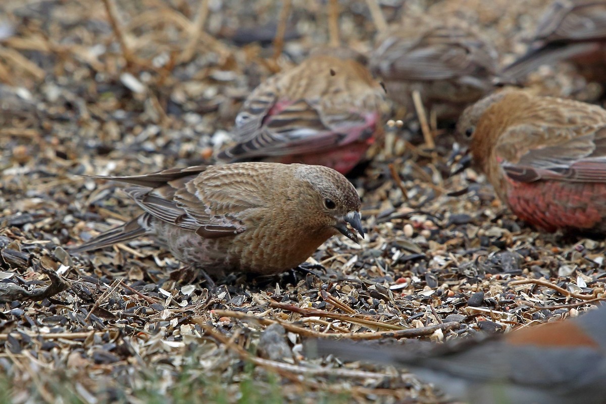 Brown-capped Rosy-Finch - ML46599901