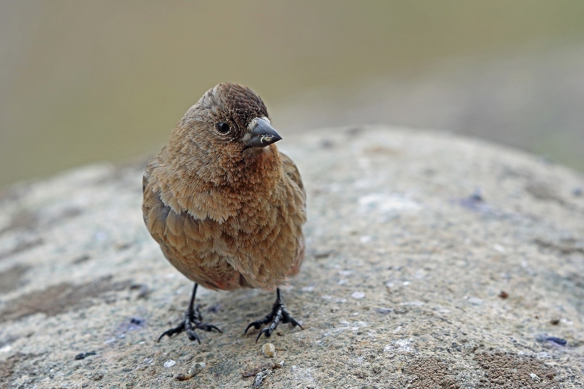 Brown-capped Rosy-Finch - ML46599911