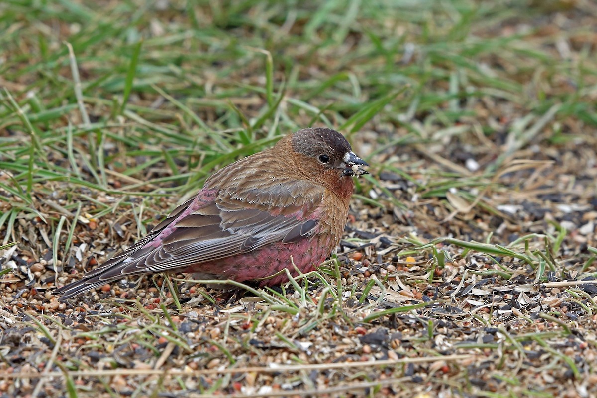 Brown-capped Rosy-Finch - ML46599921