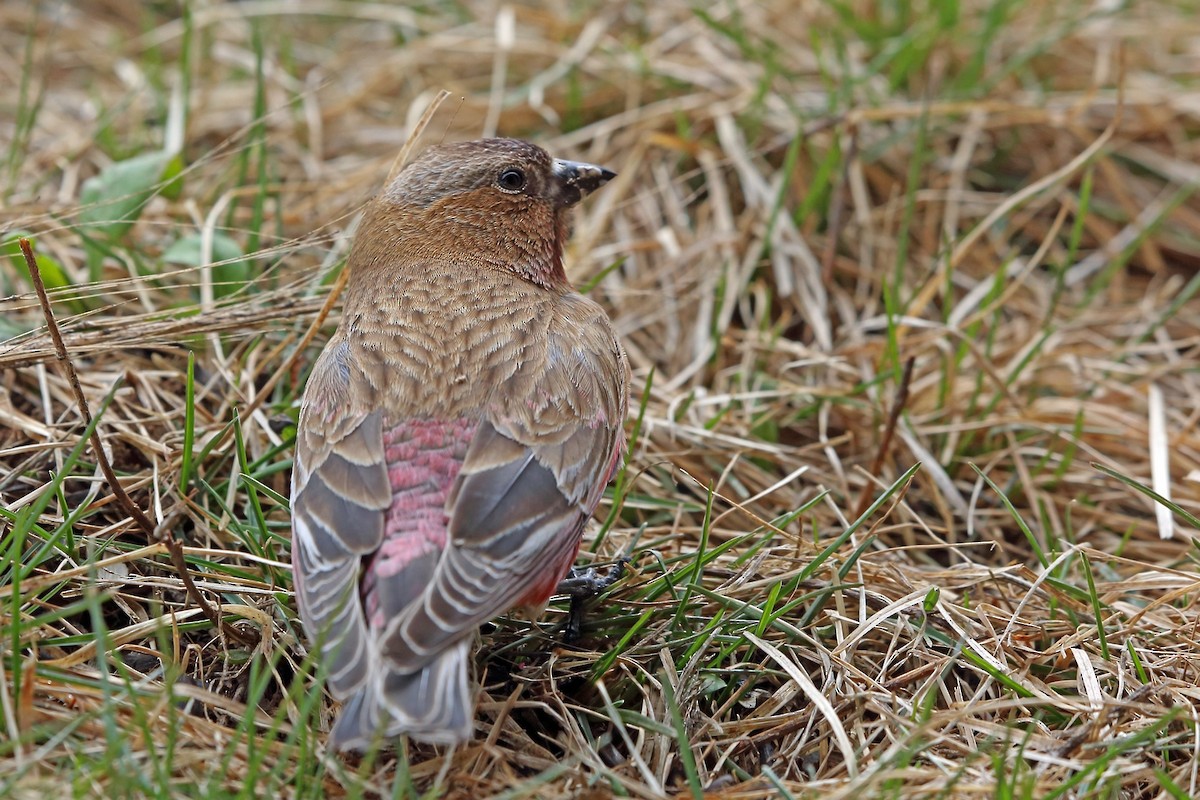 Brown-capped Rosy-Finch - ML46599931
