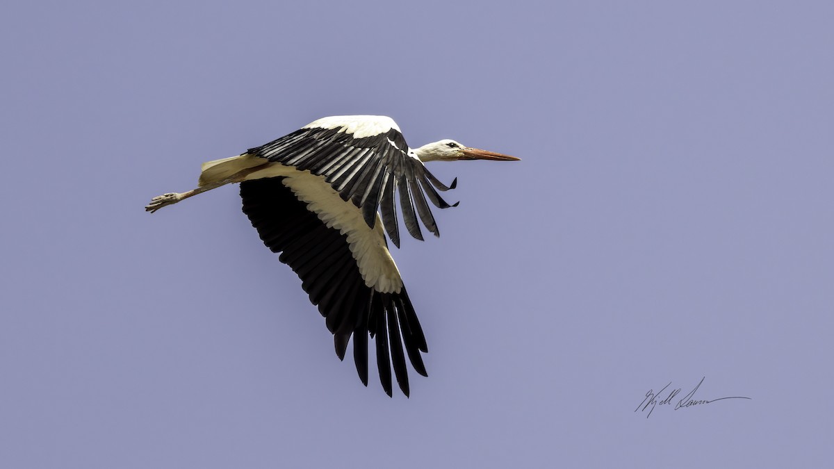 White Stork - Kjell Larsen
