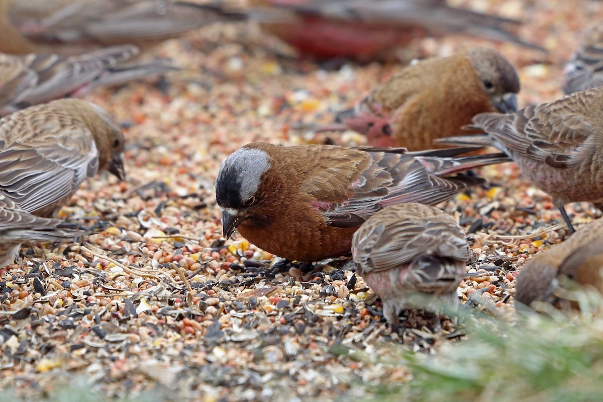 Gray-crowned Rosy-Finch (Gray-crowned) - ML46599991