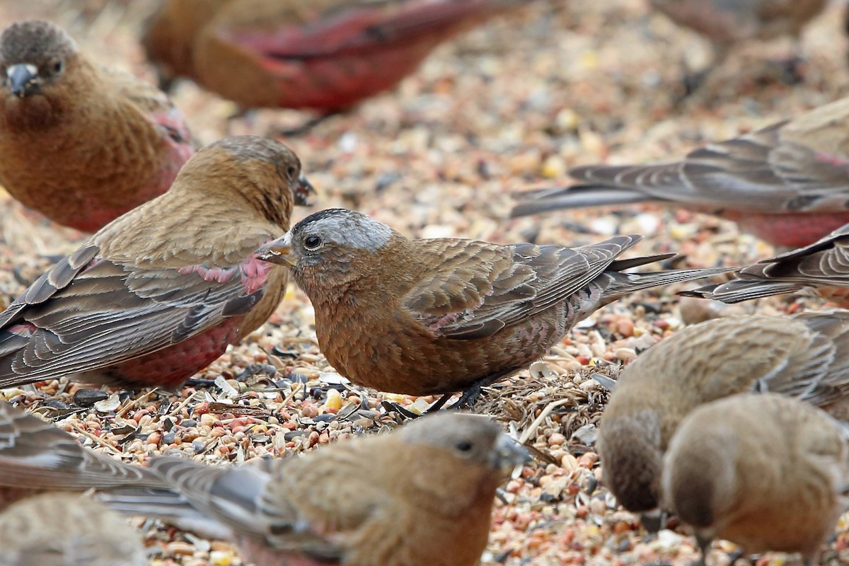 Gray-crowned Rosy-Finch (Gray-crowned) - ML46600001