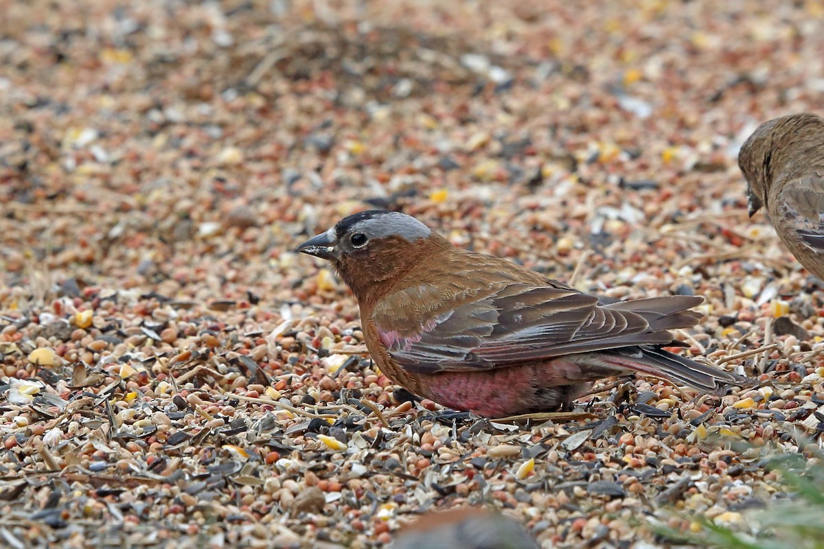 Gray-crowned Rosy-Finch (Gray-crowned) - ML46600011