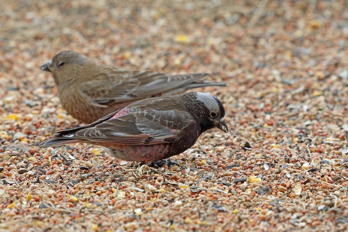 Black Rosy-Finch - ML46600041