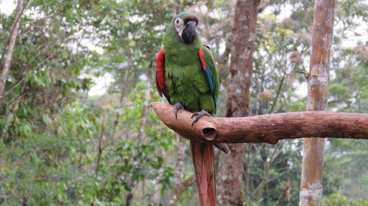 Chestnut-fronted Macaw - Sujan Henkanaththegedara