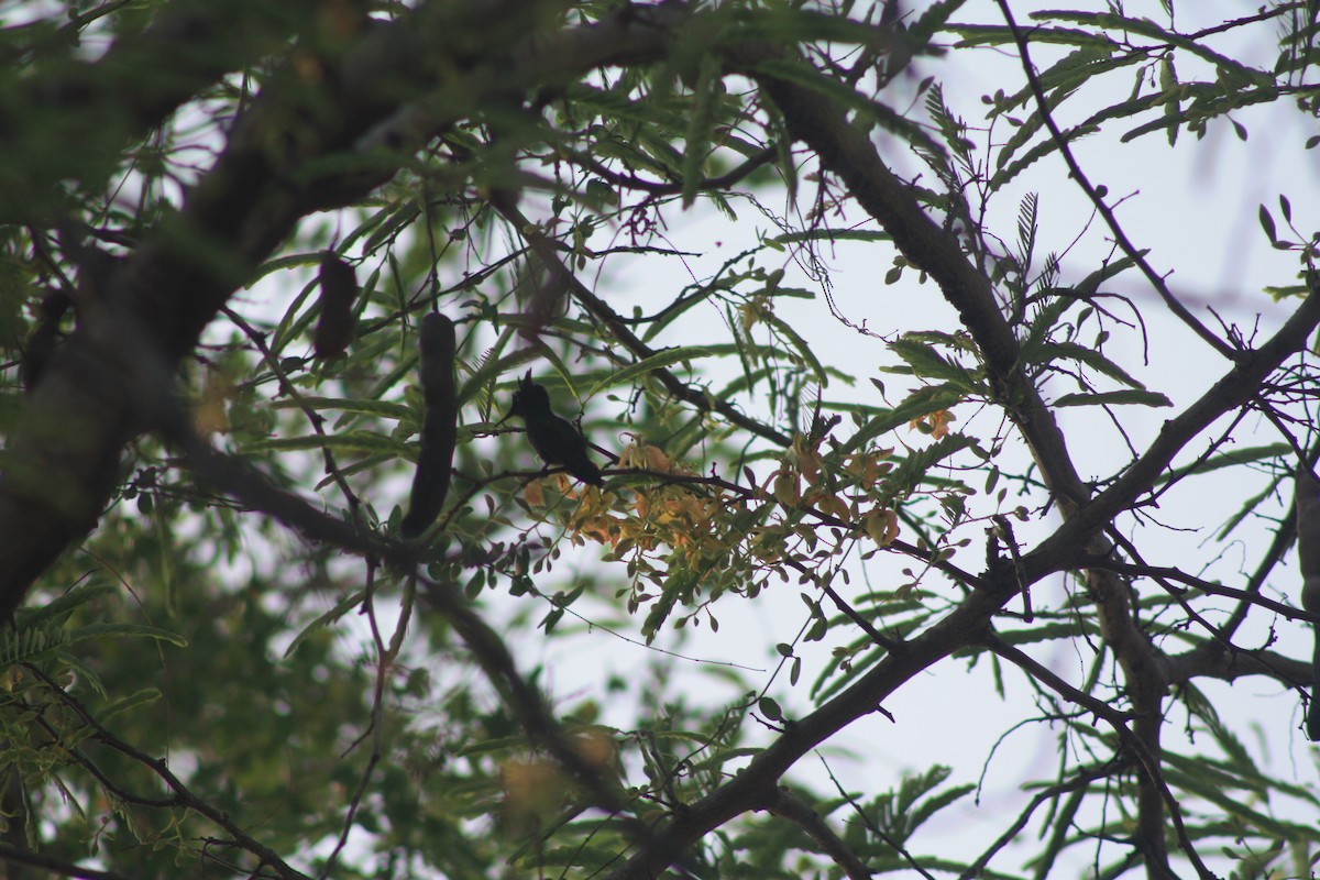 Antillean Crested Hummingbird - ML466001521