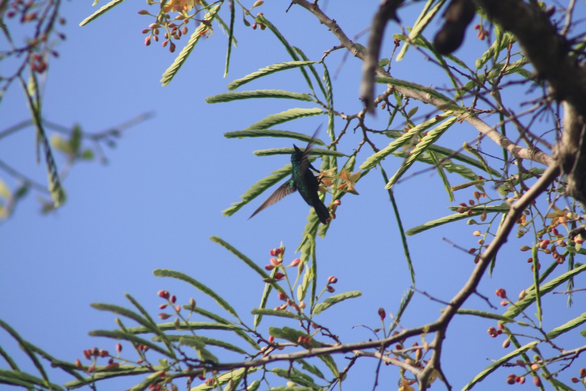 Antillean Crested Hummingbird - ML466001541