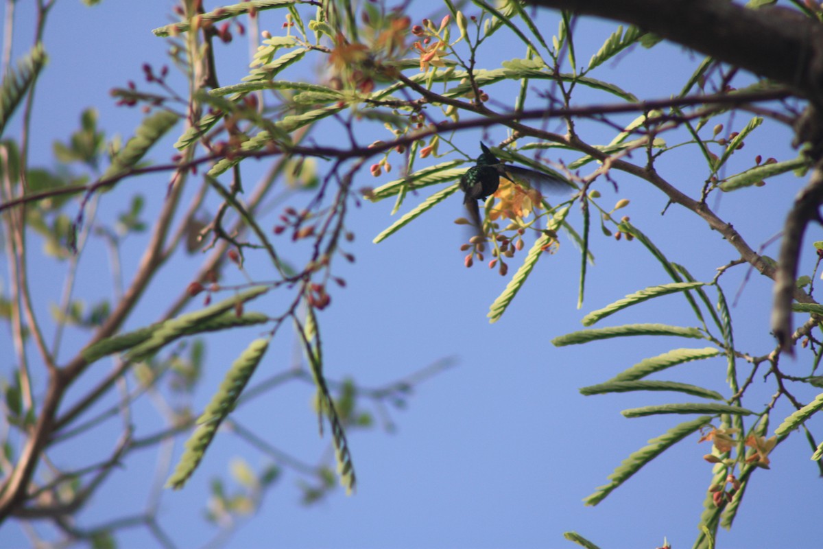Antillean Crested Hummingbird - ML466001551