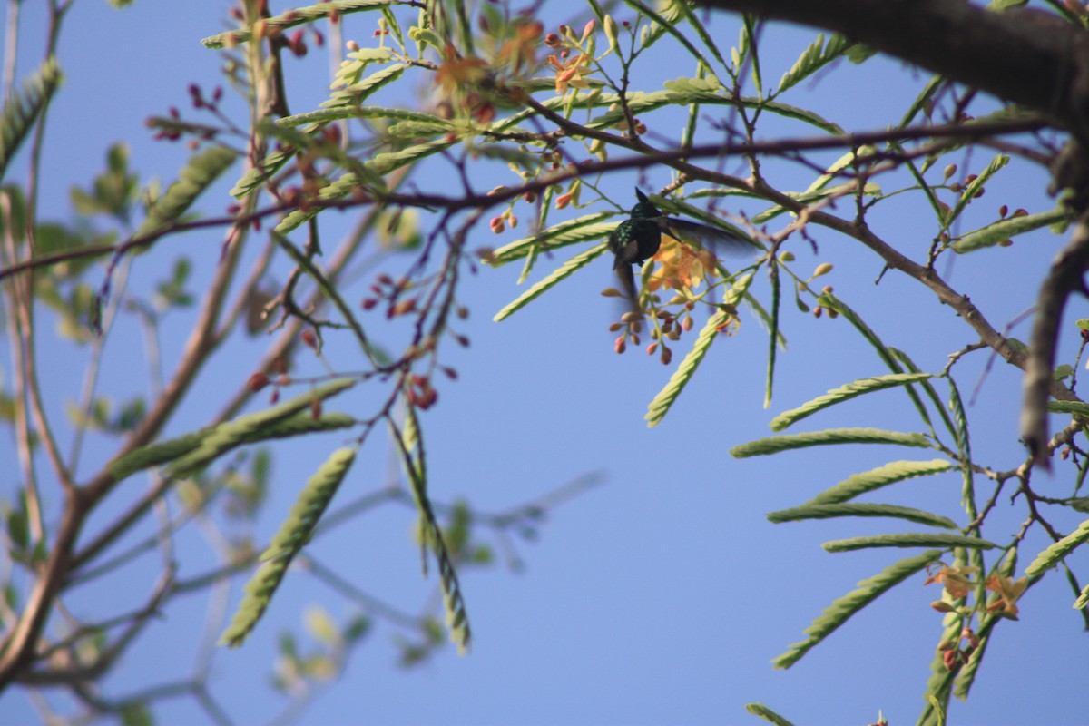 Colibrí Crestado - ML466001551