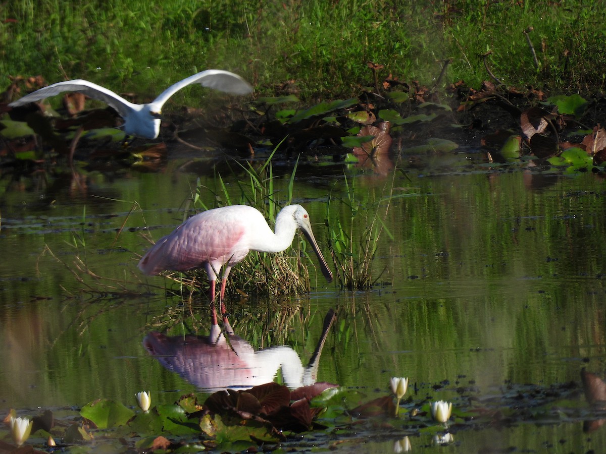 Roseate Spoonbill - ML466001681