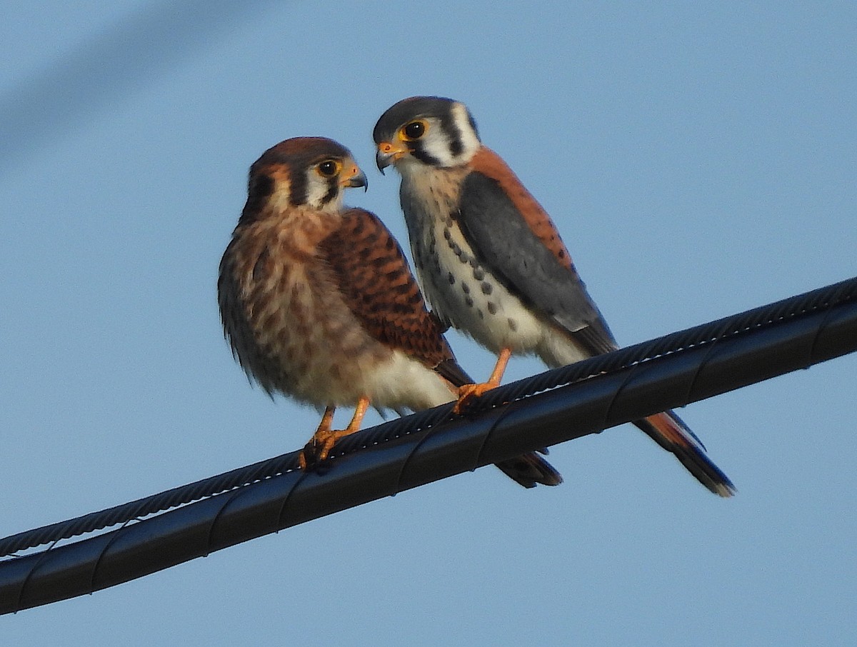 American Kestrel (Southeastern) - ML466001721