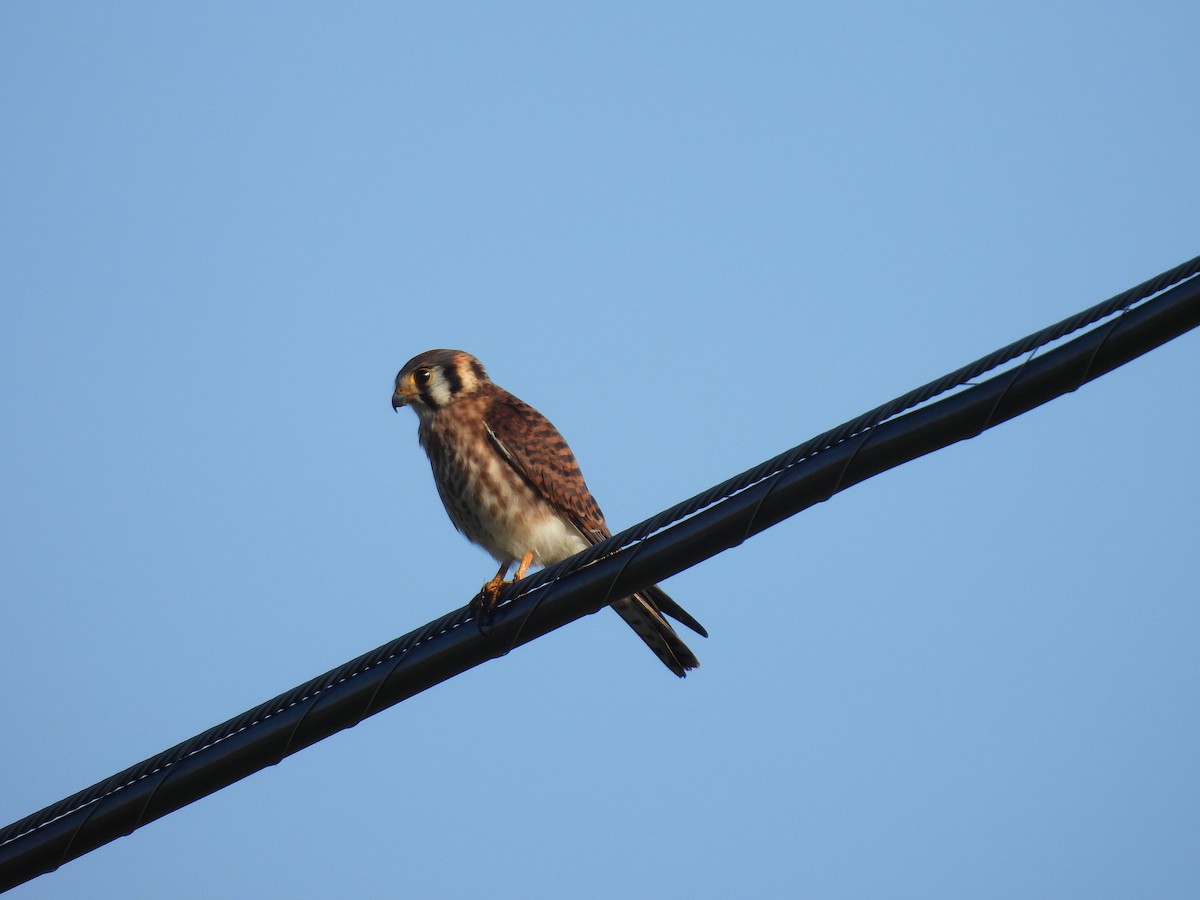 American Kestrel (Southeastern) - ML466001801