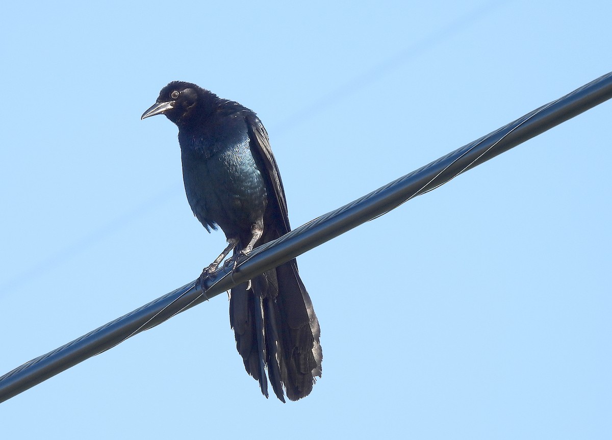 Boat-tailed Grackle - ML466001821