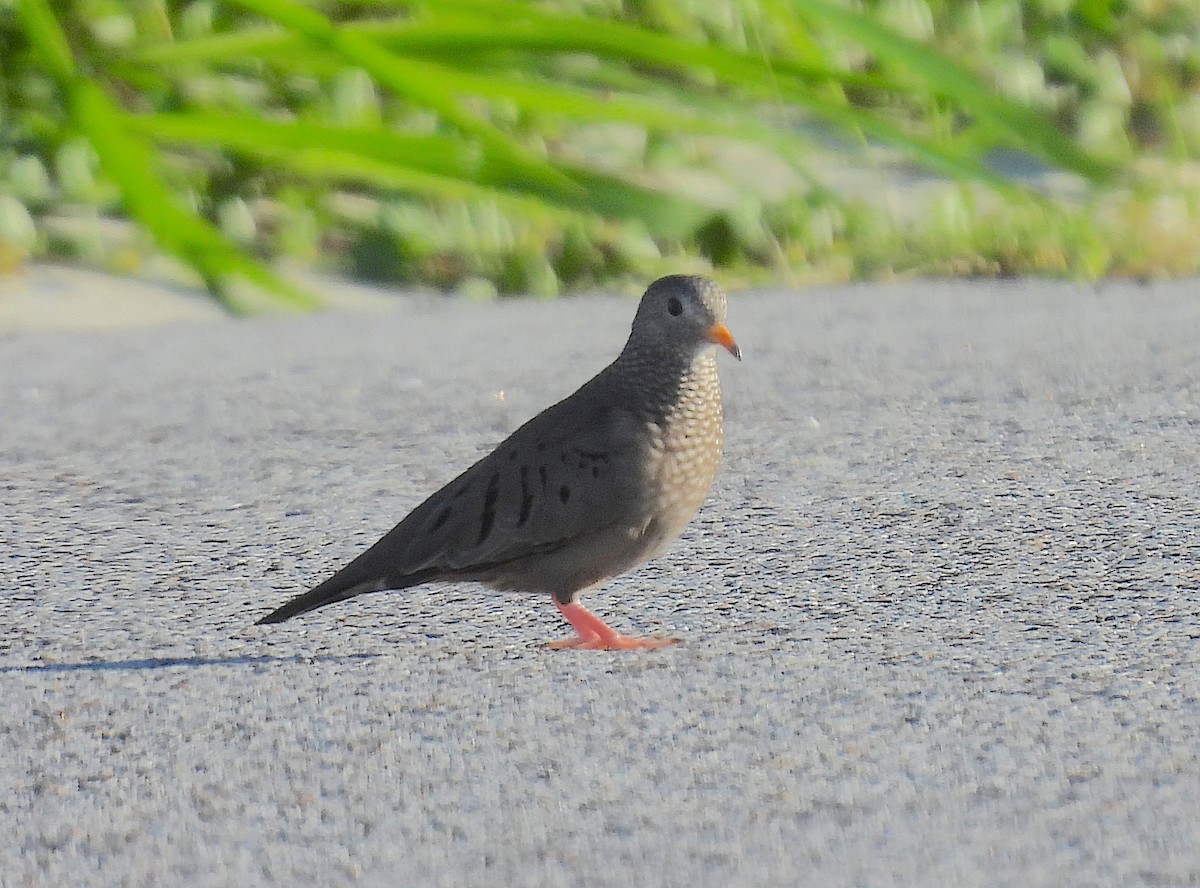 Common Ground Dove - ML466001841