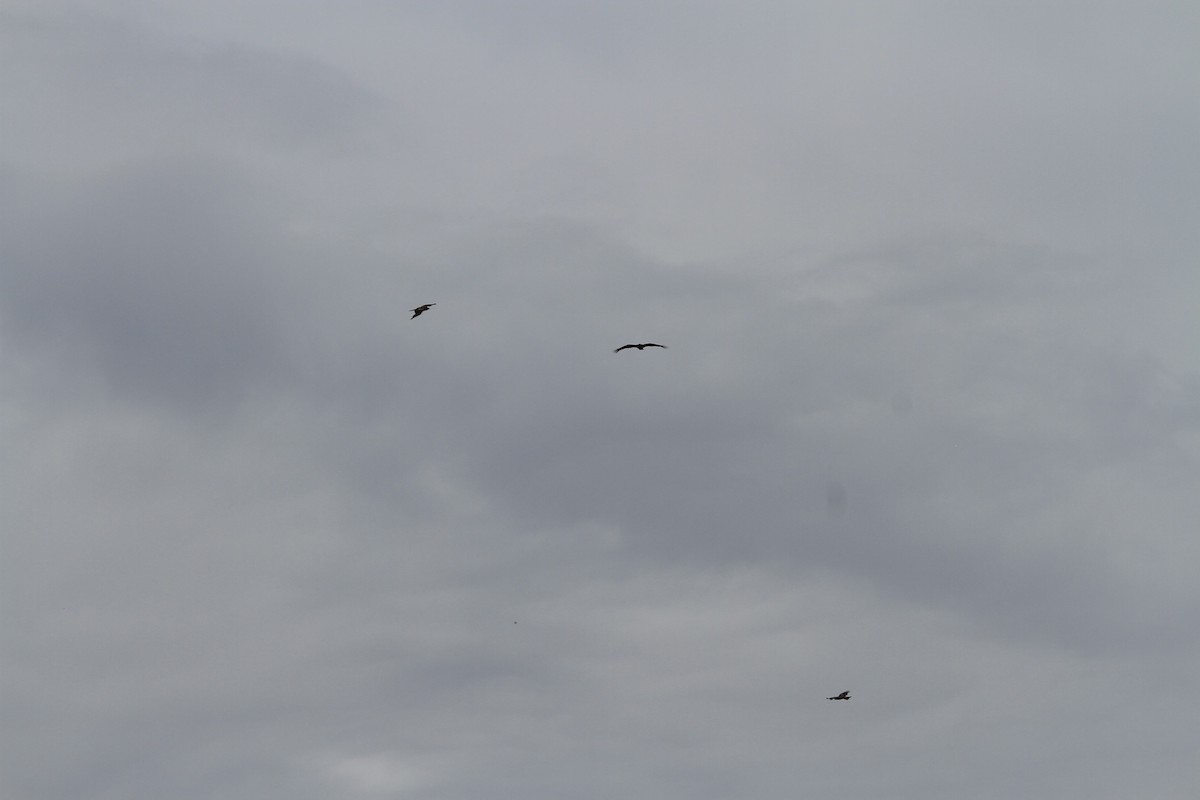 Black Kite (Black-eared) - ML466001971