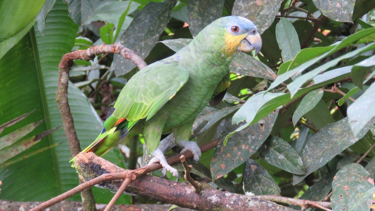 Orange-winged Parrot - Sujan Henkanaththegedara