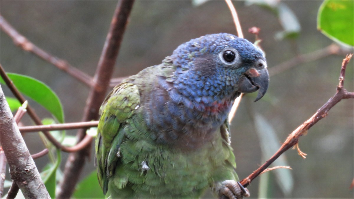 Blue-headed Parrot - Sujan Henkanaththegedara