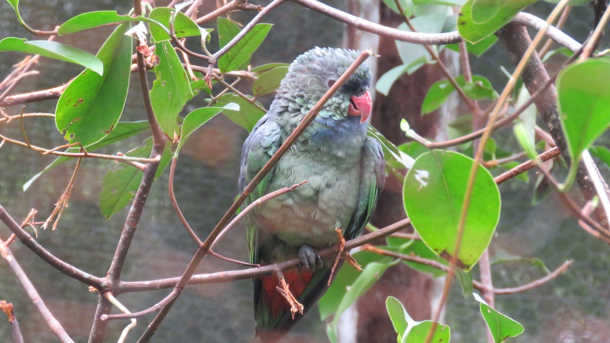 Папуга-червоногуз зеленоголовий - ML466002391