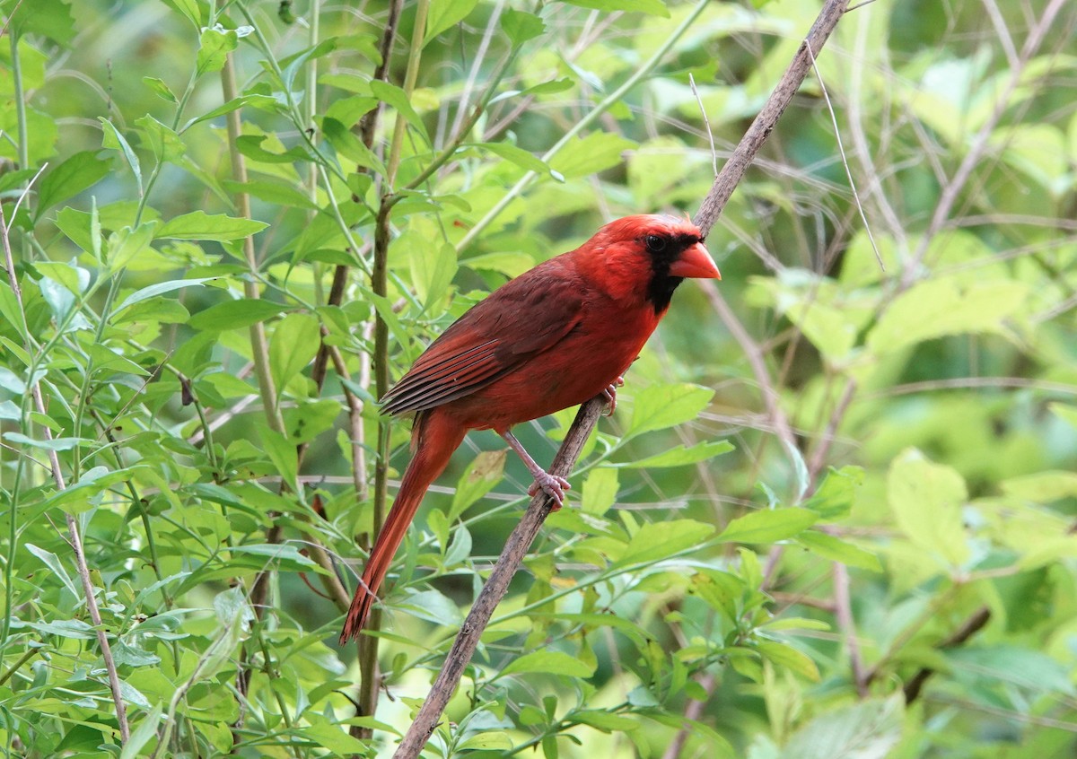 Northern Cardinal - ML466002671