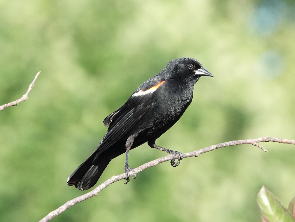 Red-winged Blackbird - ML466002881