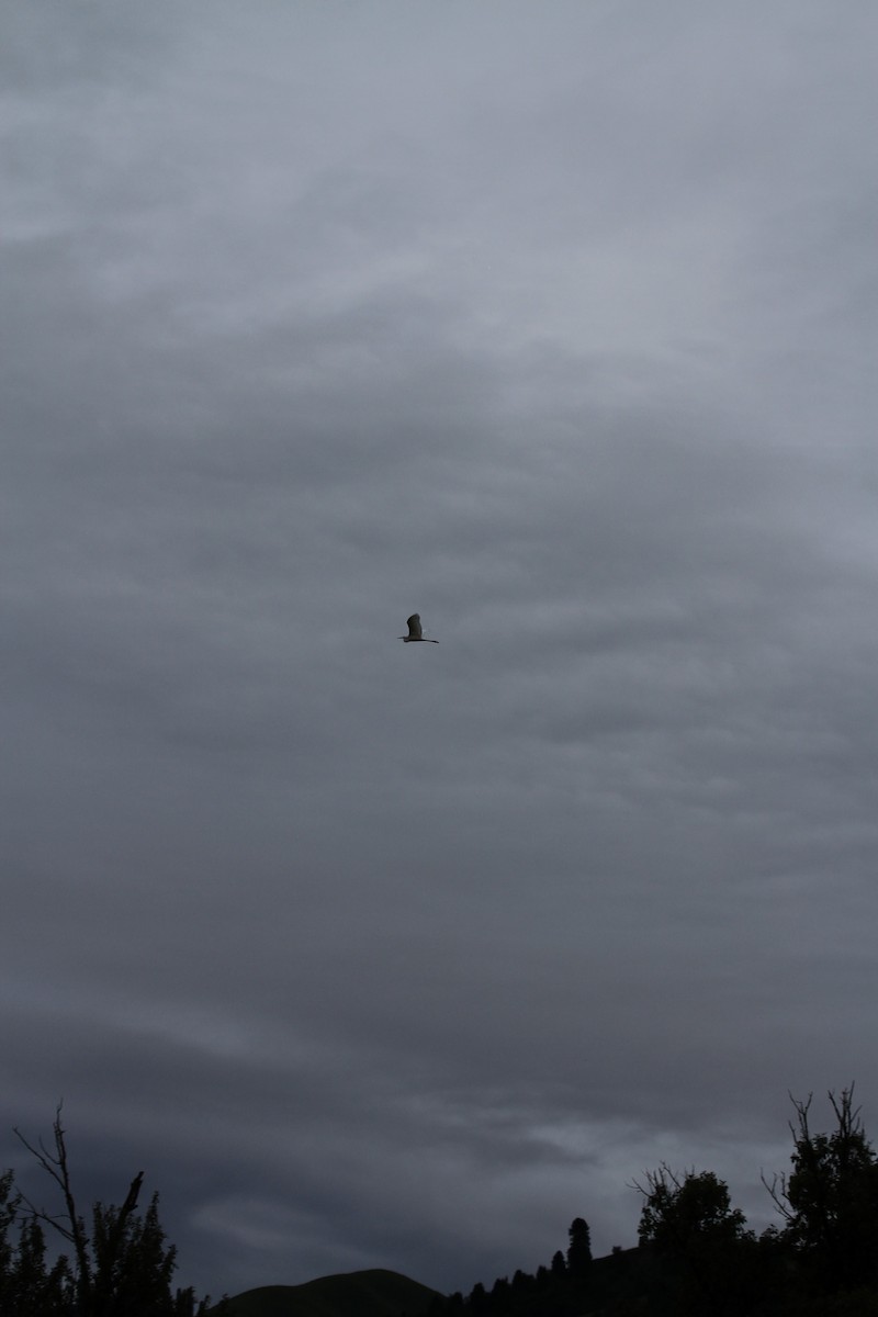 Great Egret - ML466002941