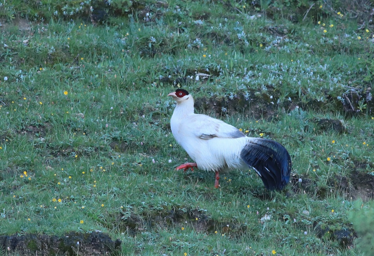 Белый ушастый фазан - ML466003321