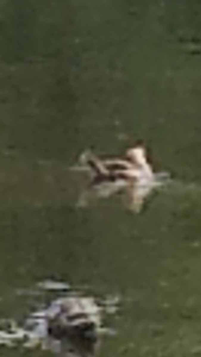 Hooded Merganser - ML466003911