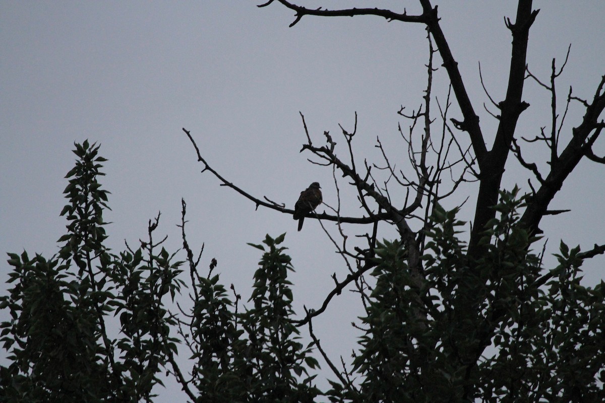 Oriental Turtle-Dove - ML466004091