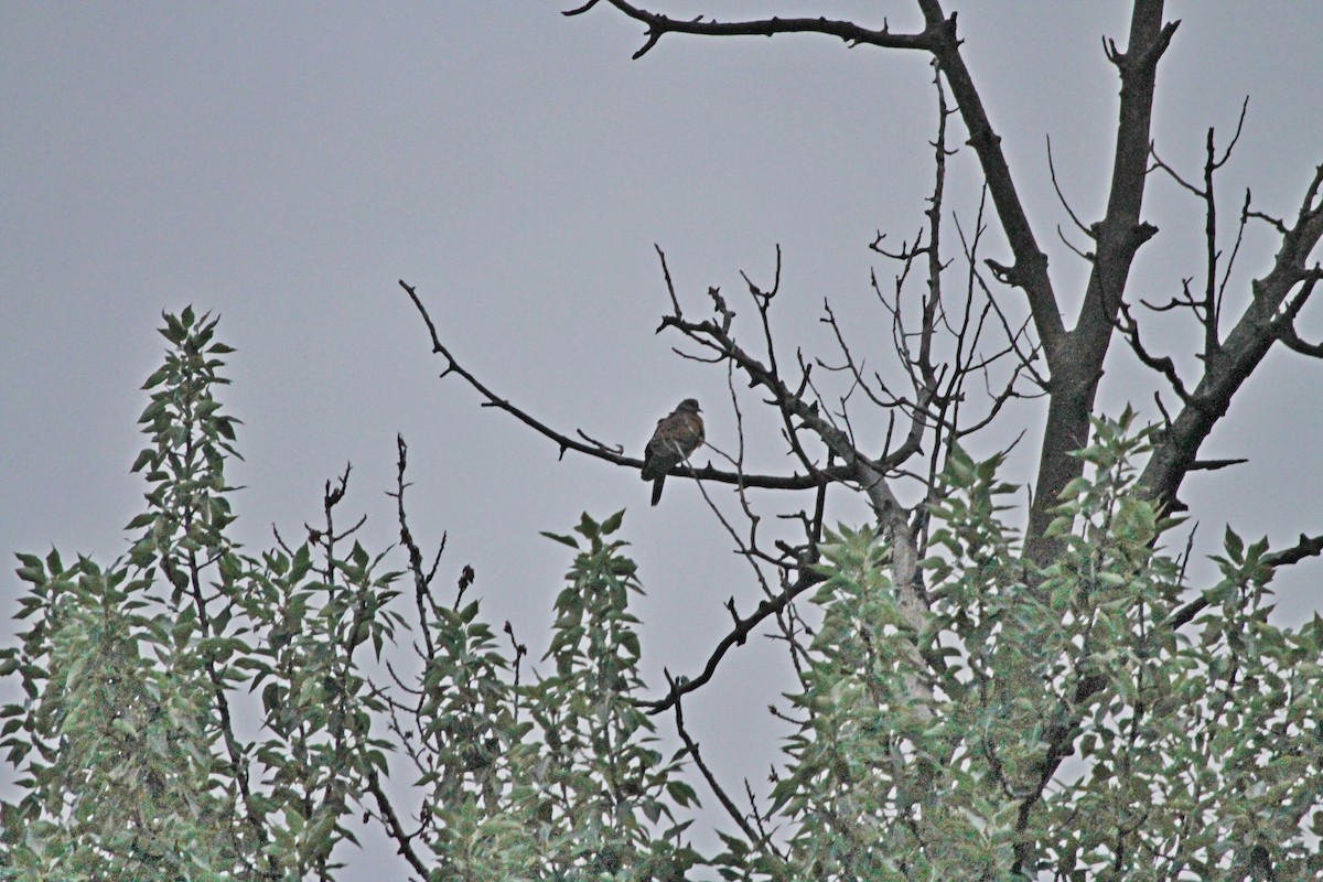 Oriental Turtle-Dove - ML466004121