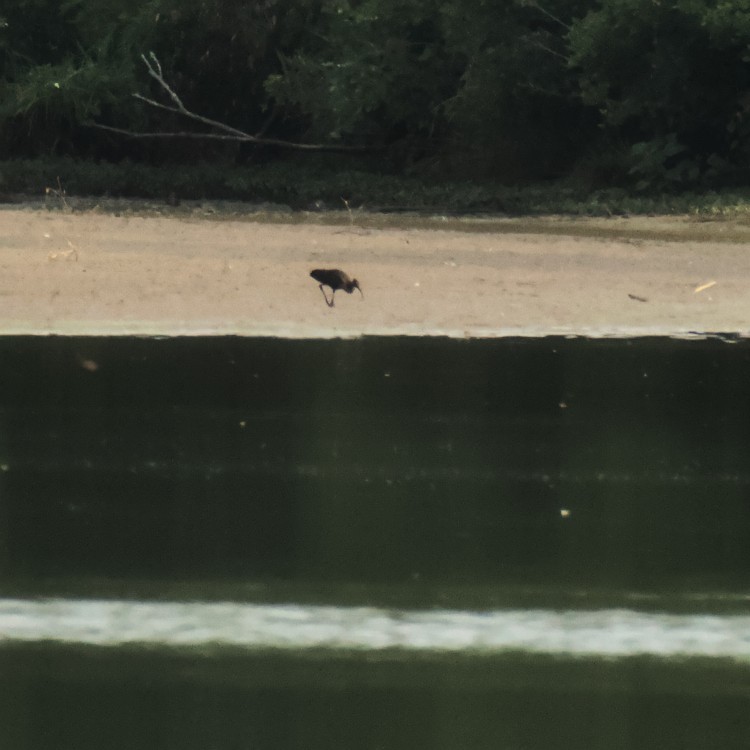 Glossy Ibis - ML466005391