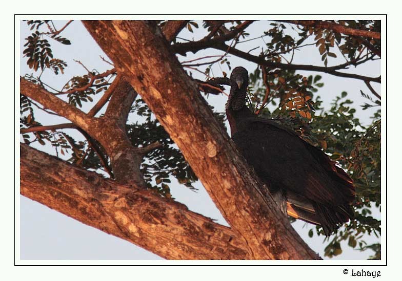 Black Vulture - CELINE LAHAYE