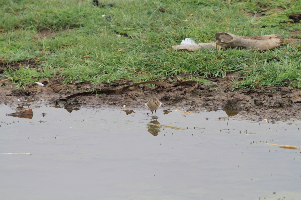 Long-toed Stint - ML466009981