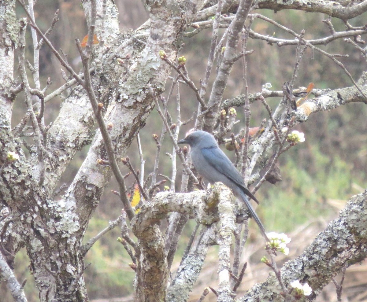Asian Fairy-bluebird - ML466010141