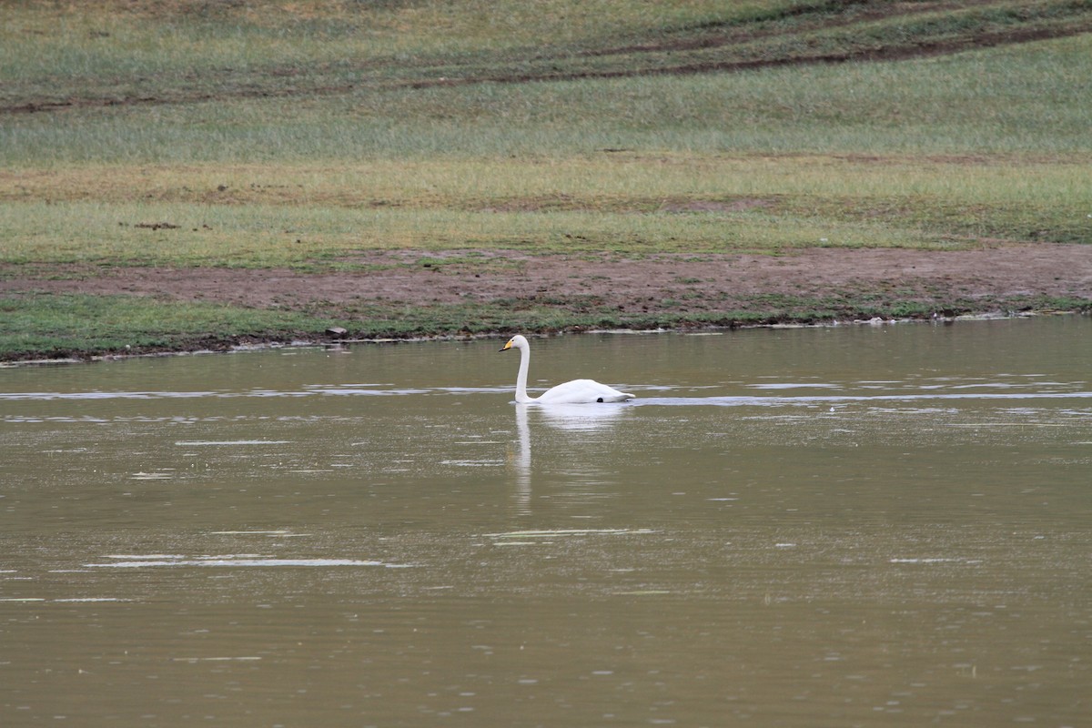 Whooper Swan - ML466010151