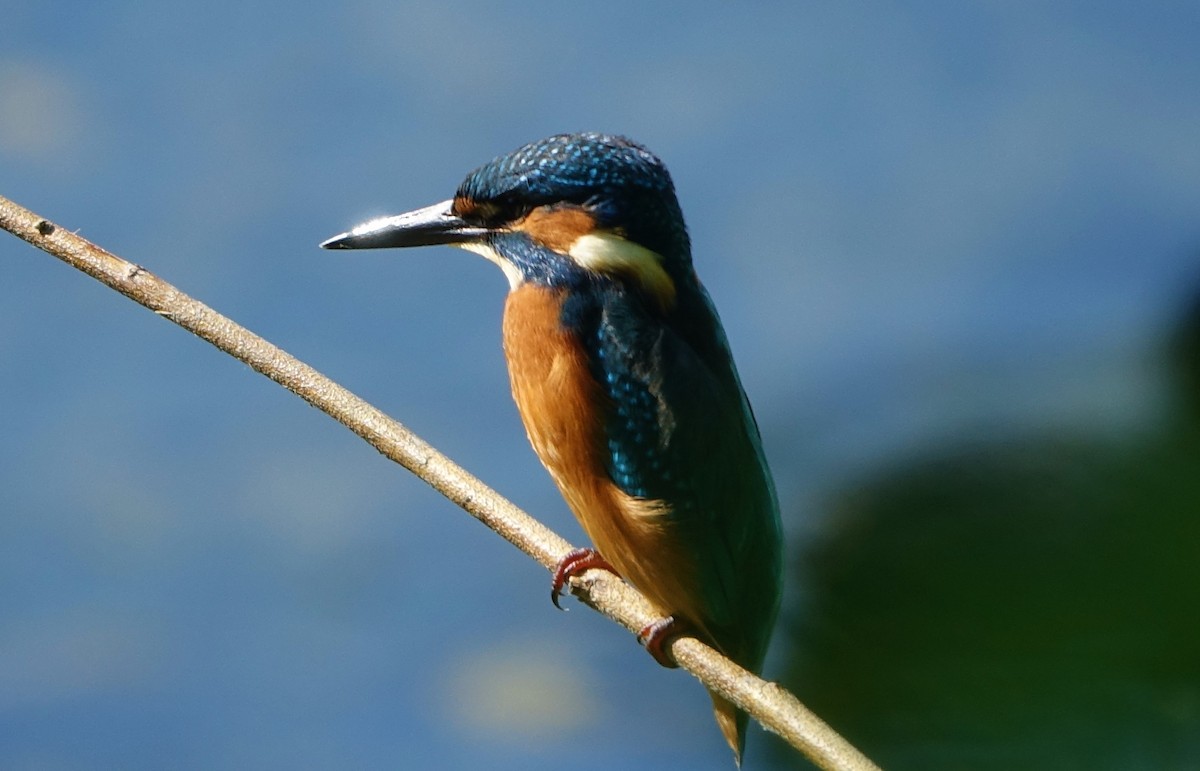 Common Kingfisher - Bernard Varesi