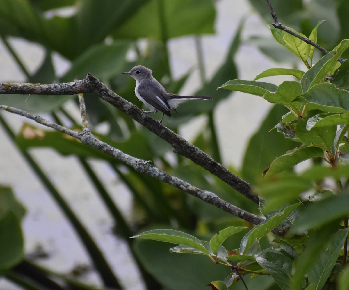Blue-gray Gnatcatcher - ML466010991