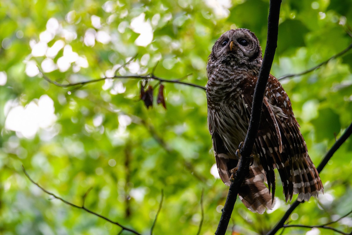 Barred Owl - ML466011221