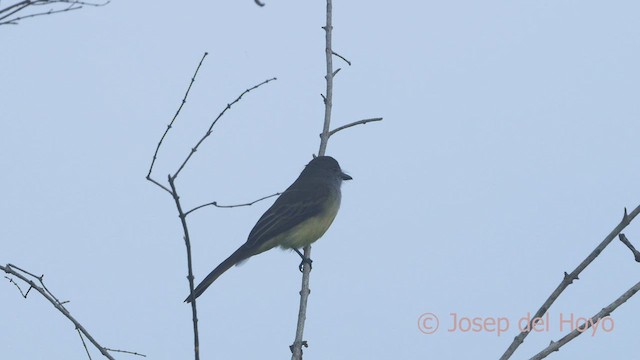 Tyran olivâtre (nigriceps/atriceps) - ML466011611