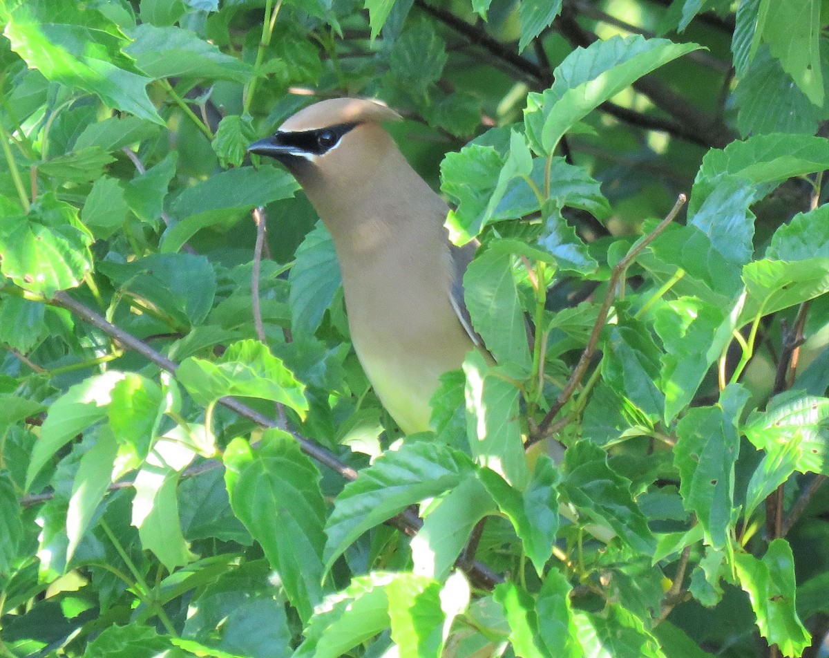 Cedar Waxwing - ML466011961