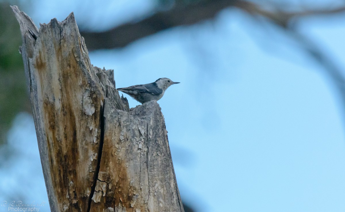 White-breasted Nuthatch - ML466012011