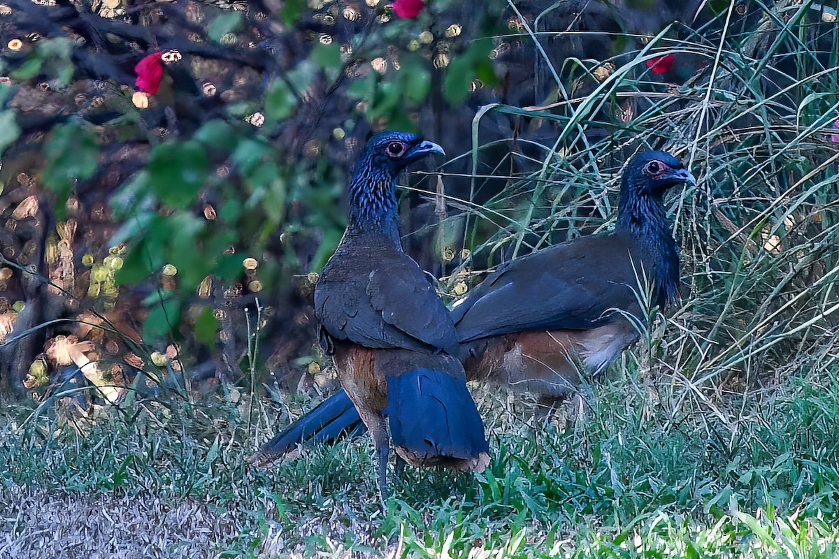 West Mexican Chachalaca - ML466012021