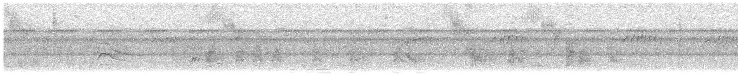 Boz Başlı Sinekkapan (nigriceps/atriceps) - ML466012191
