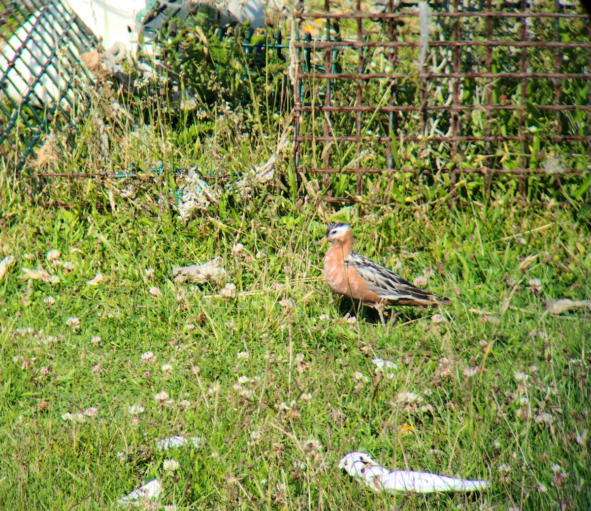 polarsvømmesnipe - ML466012321